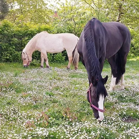 Kruse 8 Apartamento Grömitz