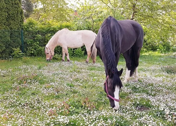 Kruse 8 Appartamento Grömitz